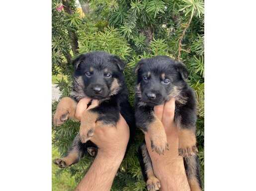 ALMAN KURDU YAVRULARIMIZ 