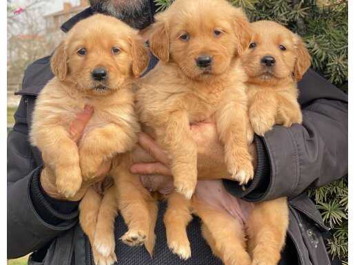 BABY FACE SURAT GOLDEN YAVRULARIMIZ 