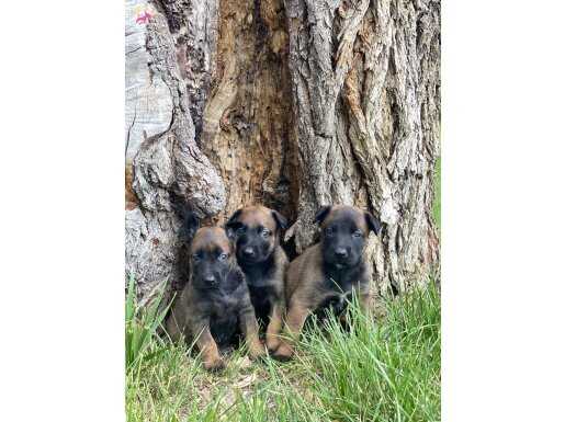 BELÇİKA KURDU MALİNOİS YAVRULARIMIZ