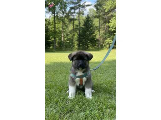 EV ORTAMINDA BÜYÜYEN AMERİKAN AKİTA