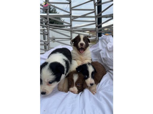 Ev Ortamında Sosyalleşen Safkan Border Collie Yavruları