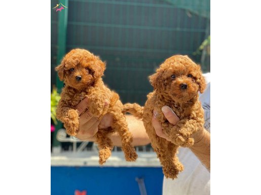 KORE KAN RED BROWN POODLE YAVRULARIMIZ 