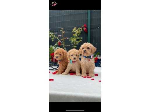 Maltipo yavrularımız 