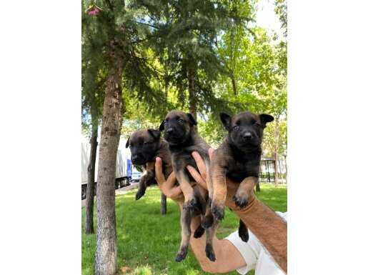 MASKELİ BELÇİKA KURDU YAVRULARIMIZ 