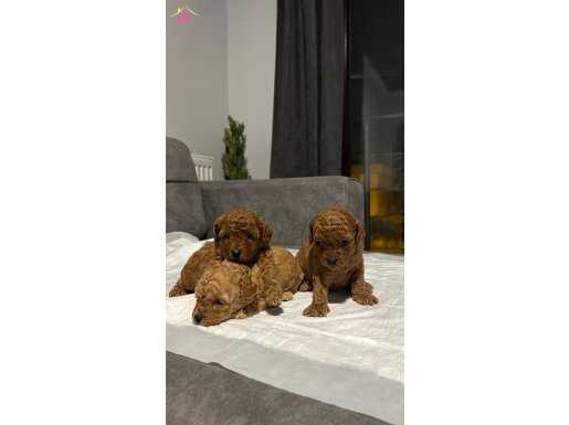 RED BROWN TOY POODLE YAVRULARIMIZ 