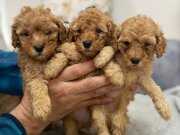 POODLE AYARINDA MALTİPOO YAVRULARIMIZ 