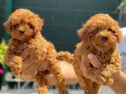 KORE KAN RED BROWN POODLE YAVRULARIMIZ 