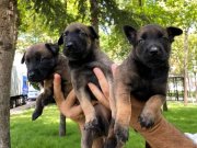 MASKELİ BELÇİKA KURDU YAVRULARIMIZ 