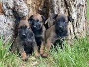 BELÇİKA KURDU YAVRULARIMIZ 