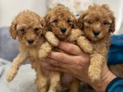 POODLE AYARINDA MALTİPOO YAVRULARIMIZ 