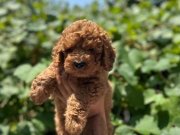 Minyatür Surat Kore Kan Toy Poodle Yavrularımız