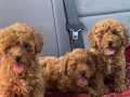 HARİKA TOY POODLE YAVRULARIMIZ 