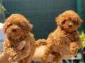 TOY POODLE YAVRULARIMIZ 