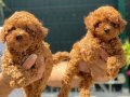Toy Poodle Yavrularımız