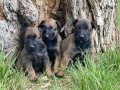 BELÇİKA KURDU YAVRULARIMIZ 