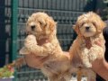 POODLE AYARINDA MALTİPOO YAVRULARIMIZ 