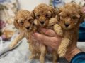 POODLE AYARINDA MALTİPOO YAVRULARIMIZ 
