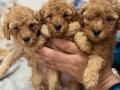 POODLE AYARINDA MALTİPOO YAVRULARIMIZ 