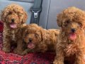 Kızıl Kürk Dokulu 2 Aylık Toy Poodle Yavrularımız