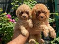 Kızıl Kürk Dokulu 2 Aylık Toy Poodle Yavrularımız