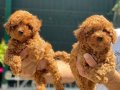 Kızıl Kürk Dokulu 2 Aylık Toy Poodle Yavrularımız