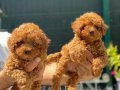 Kızıl Kürk Dokulu 2 Aylık Toy Poodle Yavrularımız