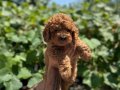 Kızıl Kürk Dokulu 2 Aylık Toy Poodle Yavrularımız