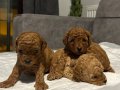 Minyatür Surat Kore Kan Toy Poodle Yavrularımız