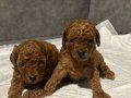 Minyatür Surat Kore Kan Toy Poodle Yavrularımız