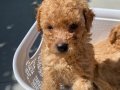 Minyatür Surat Kore Kan Toy Poodle Yavrularımız