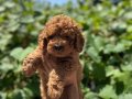 Minyatür Surat Kore Kan Toy Poodle Yavrularımız