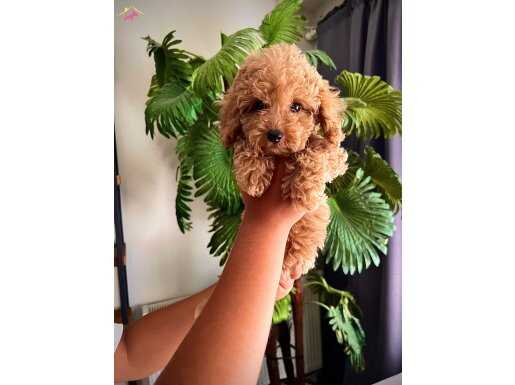 Ev ortamında yetişen Gerçek Toy poodle Son Bir Tane Erkek