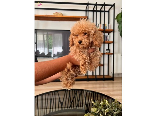Uygun fiyata Son kalan toy Poodle yavru 