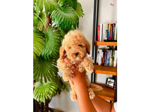 Redbrown toy Poodle sağlık ve ırk garantili