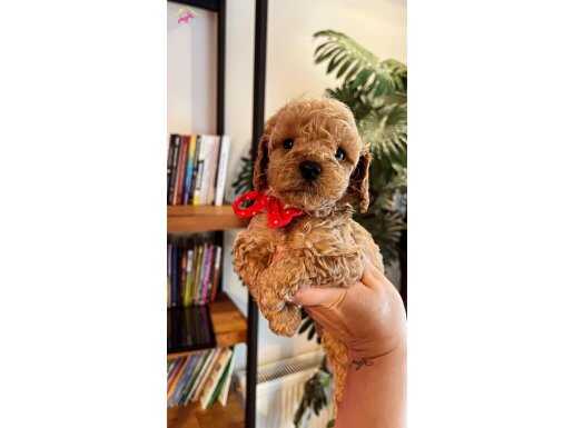 Evde yetişen gerçek toy Poodle 