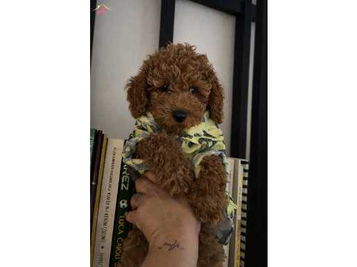 Ev ortamında büyüyen orijinal toy poodle
