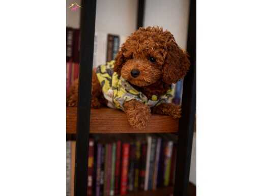 Orijinal toy Poodle 3 yavru Erkek uygun fiyat 