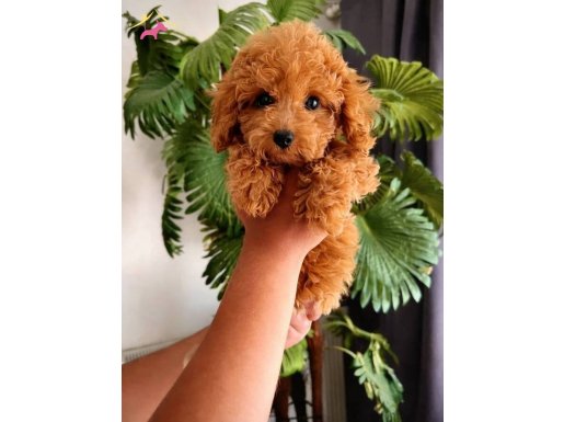 uygun fiyatlı toy Poodle son erkek yavru