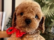 Evde yetişen gerçek toy Poodle 