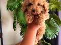 Ev ortamında yetişen Gerçek Toy poodle Son Bir Tane Erkek