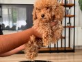 Uygun fiyata Son kalan toy Poodle yavru 