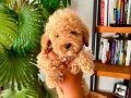Redbrown toy Poodle sağlık ve ırk garantili