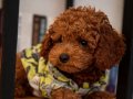 Orijinal toy Poodle 3 yavru Erkek uygun fiyat 