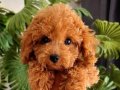 uygun fiyatlı toy Poodle son erkek yavru