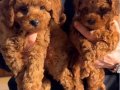 Anne baba tarıma kayıtlı orijinal Toy Poodle