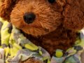Anne baba tarıma kayıtlı orijinal Toy Poodle