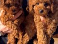 Ev ortamında beslenen safkan toy poodle brown