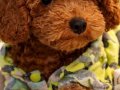 Ev ortamında beslenen safkan toy poodle brown