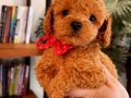 Safkan anne baba tarıma kayıtlı red brown toy poodle