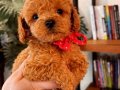 Uygun fiyatlı Toy Poodle ırk garantili red brown 